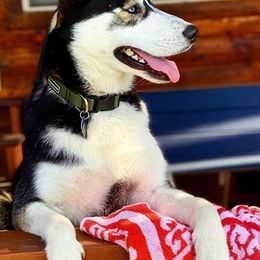 Goldendoodles, Poodles, and Siberian Huskies from White Water Dogs