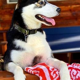 Goldendoodles, Poodles, and Siberian Huskies from White Water Dogs