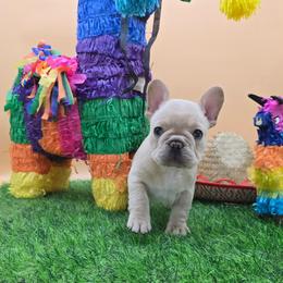Poetic Justice - Cream female French Bulldog puppy in Wisconsin from Shameless Bulldogs LLC