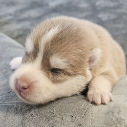 Hamster - Lavender male Pomsky puppy in Stover, Missouri from Lx2 County Line Pomskis