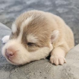 Hamster - Lavender male Pomsky puppy in Stover, Missouri from Lx2 County Line Pomskis