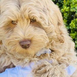 Brown collar Jolly - Caramel Australian Labradoodle puppy in Fontana, California from Grammy's Puppy Love doodles and poodles