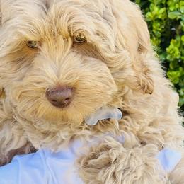 Brown collar Jolly - Caramel Australian Labradoodle puppy in Fontana, California from Grammy's Puppy Love doodles and poodles