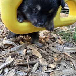 Midnight - Black and tan parti male Pomeranian puppy in Elk Grove, California from Pomni Poms