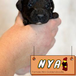 Spot 6 - Black female Goldendoodle puppy in Redmond, Oregon from Bourbon and Lace Doodles