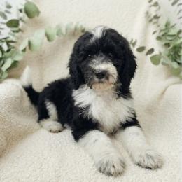 Noah 2500 - Parti male Goldendoodle puppy in Los Angeles, California from Exquisite Doodles