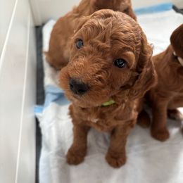 Freddy red - Red  male Goldendoodle puppy in Lewisville, Texas from Zink Doodles