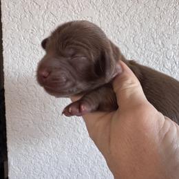 Moose - Chocolate male Dachshund puppy in Bentonville, Arkansas from T & D Dachshunds by design