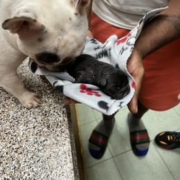 Girl 1 - French Bulldog puppy in Stockbridge, Georgia from French Pinsch Mi Doodle Kennels