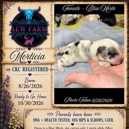 Morticia - Blue merle female Australian Shepherd puppy in Citra, Florida from AEW Farm