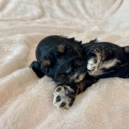 Cocker Spaniel Puppies from Jennifer Dees