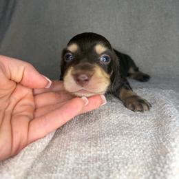 Frank Heffley - Chocolate and cream male Dachshund puppy in Stamford, Texas from West Texas Miniature Dachshunds