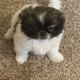 Pekingese Puppies from Millennium Falcon Kennels