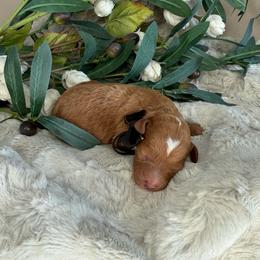 Black Collar - Red male Cavapoo puppy in South Jordan, Utah from Simply Sweet Paws. LLC