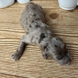 Goldendoodle and Poodle Puppies from SnickerDoodlePups