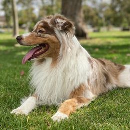 Australian Shepherd All Grown Up from Palomino Australian Shepherds