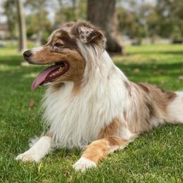Australian Shepherd All Grown Up from Palomino Australian Shepherds