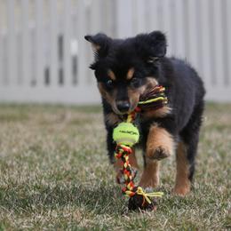 Australian Shepherd, Miniature American Shepherd, Miniature Australian Shepherd, and Toy Australian Shepherd Puppies from Painted Blue Aussies