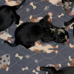 Minimal Merle - Blue merle male Australian Shepherd puppy in Piedmont, Oklahoma from HeartDriven Aussies