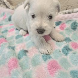Aria - White female Miniature Schnauzer puppy in Warrenville, South Carolina from All Paws Pet Resort