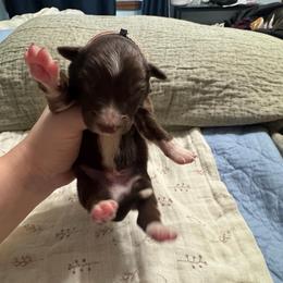 White - Red tri-color male Australian Shepherd puppy in Bethel, Minnesota from Aussie Tree-O