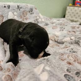 Black Beard- Black Male - Boerboel puppy in Royse City, Texas from Leontix Boerboels