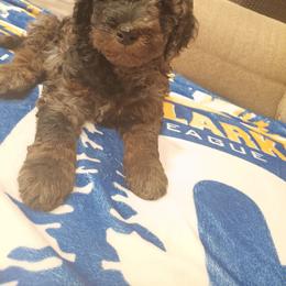 Zinka - Blue merle female Aussiedoodle puppy in Yacolt, Washington from Aussiedoodles by Maggie