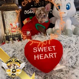 Hercules - Merle male Chihuahua puppy in Athens, Georgia from C&E Royal Chihuahua