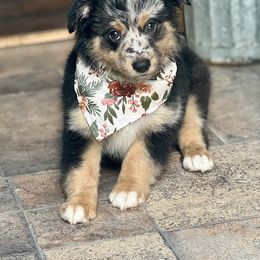 Miniature Australian Shepherd and Toy Australian Shepherd Puppies from Kickapoo Creek Toy & Mini Aussies