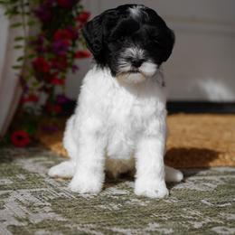 Big Daddy - Black male Australian Labradoodle puppy in Clarksville, Tennessee from Fairytale Lane Australian Labradoodles