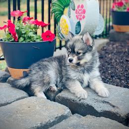Maui (Pet Only Contract) - Wolf sable male Pomsky puppy in Greenville, South Carolina from Thicketty Mountain Pomskies