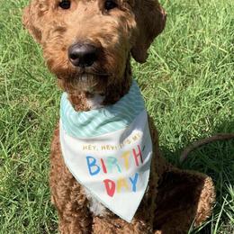 Labradoodles from Daisy Uribe's Labradoodles