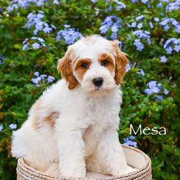 Mesa - Parti male Goldendoodle puppy in Tucson, Arizona from Sun Valley Goldendoodles