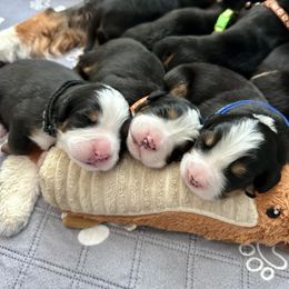 Bernese Mountain Dog Puppies from Red Bridge Berners