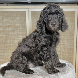 Hershey (Brown) - Black male Goldendoodle puppy in Bay City, Texas from Charming Doods