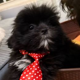 Charlie Brown - Black male Shih Tzu puppy in Covington, Georgia from Top Hats 2  Shih Tzu’s