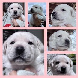 Pink collar girl - Yellow female Labrador Retriever puppy in New Berlin, New York from Thistle Hill Labradors