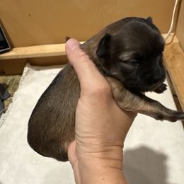 Holly - Black sabled fawn female Chihuahua puppy in Canton, Texas from Heavenly Chihuahua