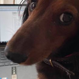 Dachshunds from Roberta's Dachshunds