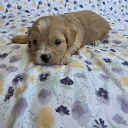 Cavapoo Puppies from Deshea LeBlanc