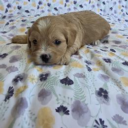 Cavapoo Puppies from Deshea LeBlanc
