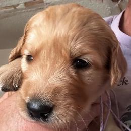 Miss Lavender - Dark golden female Golden Retriever puppy in Stratton, Colorado from Anam Cara Retrievers
