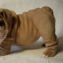 Girl 3 - Fawn and white female Bulldog puppy in Bradleyville, Missouri from HurstBulldogs