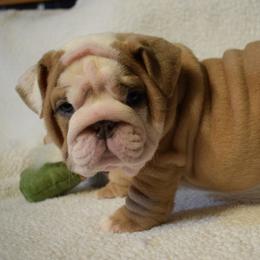 Girl 3 - Fawn and white female Bulldog puppy in Bradleyville, Missouri from HurstBulldogs