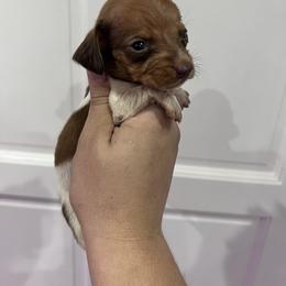 Benedict Bridgerton - Piebald male Dachshund puppy in Fort Myers, Florida from Lady Margery’s Dachshunds