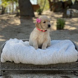 Pink - Dark golden female Golden Retriever puppy in Shingle Springs, California from California Spaniels