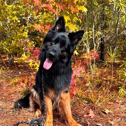German Shepherd Puppies from Wolf Rivers Kennels