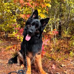 German Shepherd Puppies from Wolf Rivers Kennels