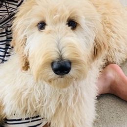Goldendoodles from Bellehurst Goldendoodles