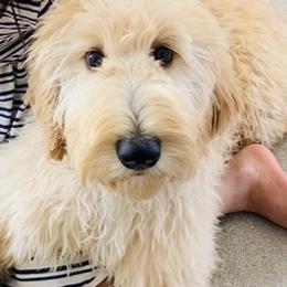 Goldendoodles from Bellehurst Goldendoodles